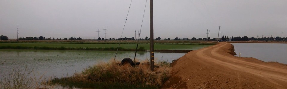 Catfish Added to Pond to Supply Nutrients to Rice Field